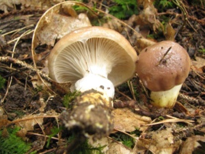 Gomphidius glutinosus, Gomphide glutineux, ©Photo Didier Hamerel