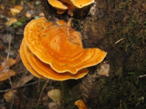 Laetiporus sulphureus, Polypore soufré, ©Photo Didier Hamerel