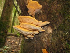Laetiporus sulphureus, Polypore soufré, ©Photo Didier Hamerel