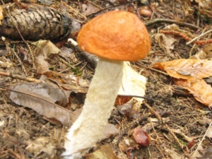 Leccinum aurantiacum, Bolet orangé, ©Photo Didier Hamerel