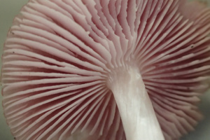 Mycena rosea, Mycène pure forme rose, ©Photo Alain Benard