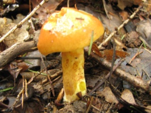 Suillus grevillei, Bolet élégant, ©Photo Didier Hamerel