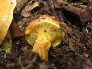 Suillus grevillei, Bolet élégant, ©Photo Didier Hamerel