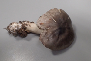 Tricholoma virgatum, Tricholome vergeté, ©Photo Didier Hamerel