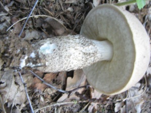Leccinum duriusculum, Bolet rude des trembles, ©Photo Didier Hamerel
