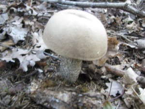Leccinum duriusculum, Bolet rude des trembles, ©Photo Didier Hamerel