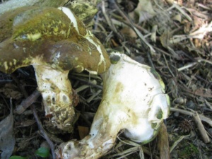 Scutiger (=Albatrellus) cristatus, Polypore craquelé, ©Photo Didier Hamerel