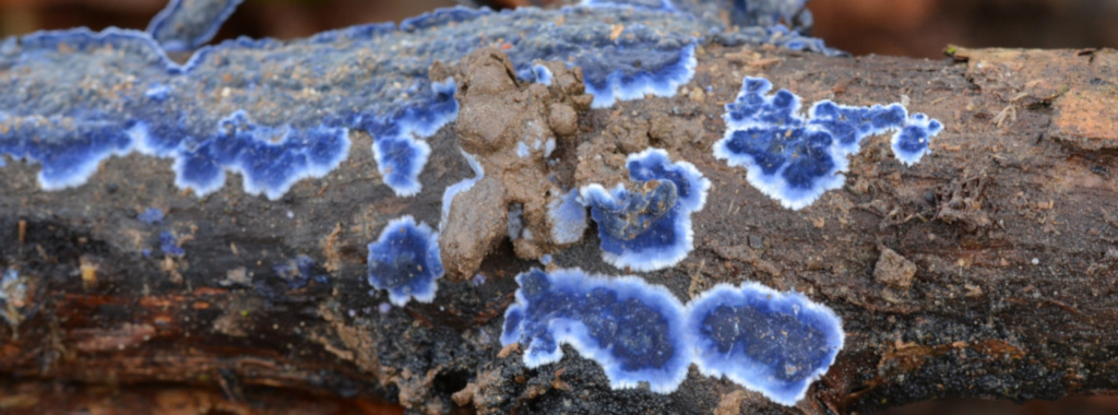 Le Bleu, ©Photo Murielle Suscillon