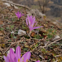 Colchicum bulbocodium, Bulbocodes de printemps, Onnion, ©Photo Sylvain Delépine