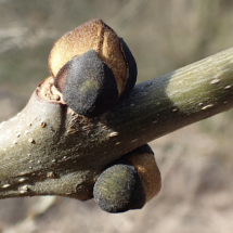 Fraxinus excelsior en phase de débourrage (04/03/2020) ; Frêne élevé, Frêne commun ; Bonneville (Thuet), ©Photo Alain Benard