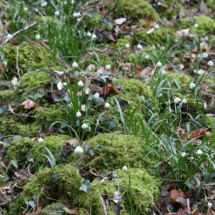 Leucojum vernum en pleine floraison (04/03/2020) ; Nivéole de printemps, Nivéole printanière ; Bonneville (Thuet), ©Photo Alain Benard