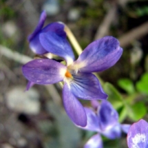 Viola odorata, Violette odorante, Sévrier (74), ©Didier Hamerel