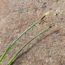 Trichophorum cespitosum, Scirpe en touffe, Souchet gazonnant ; Combe de Vernant (Arâches-la-Frasse, 74), ©Photo Gérard Rivet