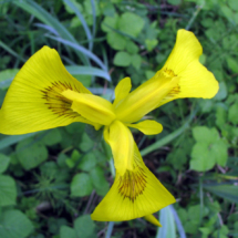Iris pseudacorus ; Iris faux acore, Iris des marais ; Bas Semnoz (Sévrier, 74), ©Photo Didier Hamerel