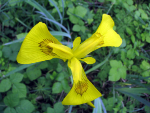 Iris pseudacorus ; Iris faux acore, Iris des marais ; Autour de la Roche-sur-Foron (Arculinges), ©Photo Marie-France Murat