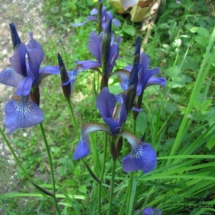 Iris sibirica ; Iris de Sibérie, Iris bleu des marais ; Bas Semnoz (Sévier, 74), ©Didier Hamerel