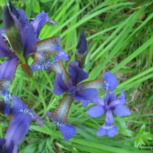 Iris sibirica ; Iris de Sibérie, Iris bleu des marais ; Bas Semnoz (Sévier, 74), ©Didier Hamerel