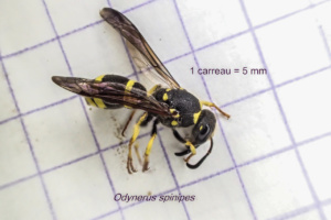 Odynerus spinipes, Onnion (74), ©Photo Alain Millet