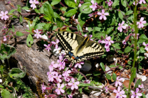 Papilio machaon, Machaon, Mont Baron - Mont Veyrier (Les Clefs, 74), ©Photo Aurélie Hamerel