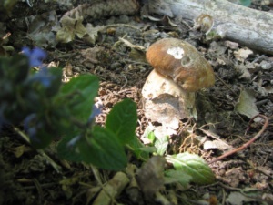 Boletus aestivalis, Cèpe d'été, Bas Semnoz (Sévrier, 74), ©Photo Didier Hamerel