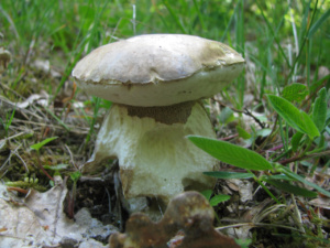 Boletus aestivalis, Cèpe d'été, Bas Semnoz (Sévrier, 74), ©Photo Didier Hamerel