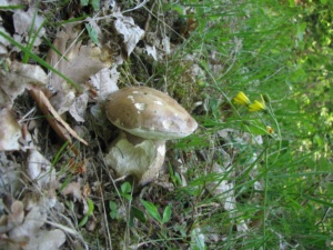 Boletus aestivalis, Cèpe d'été, Bas Semnoz (Sévrier, 74), ©Photo Didier Hamerel