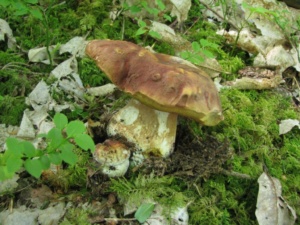 Boletus aestivalis, Cèpe d'été, Bas Semnoz (Sévrier, 74), ©Photo Didier Hamerel