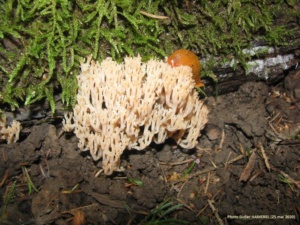 Clavicorona pyxidata, Clavaire en chandelier, Bas Semnoz (Sévrier, 74), ©Photo Didier Hamerel