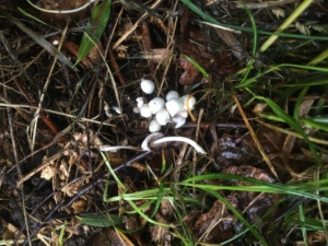 Coprinus disseminatus, Coprin grégaire, Bas Semnoz bord piste cyclable (Sévrier, 74), ©Photo Didier Hamerel