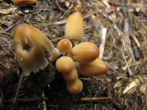 Coprinus micaceus, Coprin micacé, Marais de l'Enfer (Saint-Jorioz, 74), ©Photo Didier Hamerel