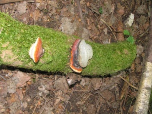 Fomitopsis pinicola, Polypore marginé (2 stades de maturité), Bas Semnoz (Sévrier, 74), ©Photo Didier Hamerel