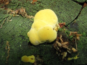 Laetiporus sulphureus, Polypore soufré, Bas Semnoz (Sévrier, 74), ©Photo Didier Hamerel