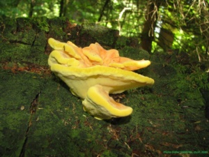 Laetiporus sulphureus, Polypore soufré, Bas Semnoz (Sévrier, 74), ©Photo Didier Hamerel
