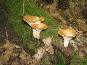 Polyporus tuberaster, Polypore moucheté, Bas Semnoz (Sévrier, 74), ©Photo Didier Hamerel
