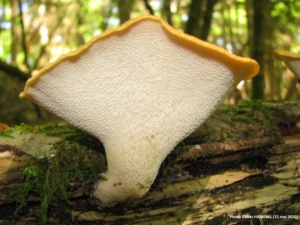 Polyporus tuberaster, Polypore moucheté, Bas Semnoz (Sévrier, 74), ©Photo Didier Hamerel