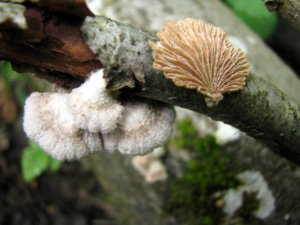 Schizophyllum commune, Schizophylle commun, Bas Semnoz (Sévrier, 74), ©Photo Didier Hamerel