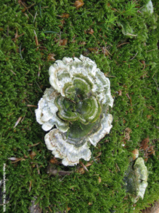Schizophyllum commune, Schizophylle commun (vieux), Bas Semnoz (Sévrier, 74), ©Photo Didier Hamerel