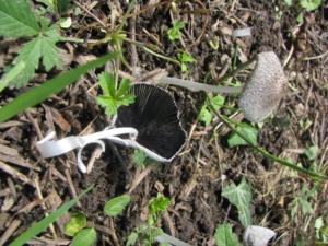 Coprinus auricomus ; Coprin doré, Coprin à poils jaunes, Coprin à soies brunes ; Bas Semnoz (Sévrier, 74), ©Photo Didier Hamerel
