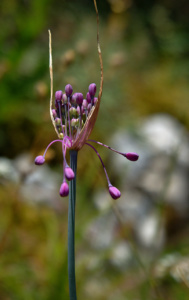 Allium coloratum, Ail joli, Bois des Fournets (Amancy, 74), ©Photo Olivier Chabanon