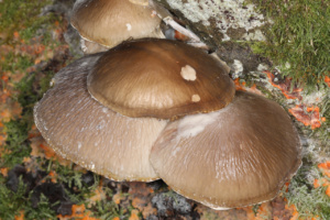 Oudemansiella mucida (chapeau chamois foncé), Collybie visqueuse, Planet (Saint-Laurent, 74), ©Photo Alain Benard