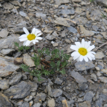 Leucanthemopsis alpina ; Marguerite des Alpes, Leucanthémopsis des Alpes ; Crêtes Est et Ouest du col du Galibier (Le Monêtier-les-Bains, 05), ©Photo Gérard Rivet