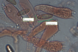 Spores striées longitudinalement (x1000) de Xerocomus pruinatus, Bolet pruineux, La Trappe (Onnion, 74), ©Photo Alain Benard