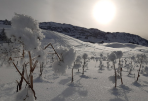 Berces dans leurs gangues glacées dans la plaine de Dran