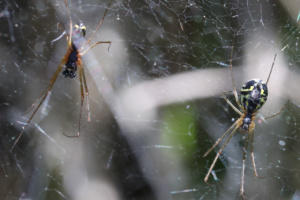 Neriene radiata (mâle à gauche, femelle à droite en période d'accouplement), Bois des Fournets (Amancy, 74), ©Photo Alain Benard