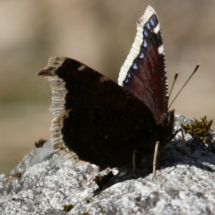Nymphalis antiopa, Morio (Le), 28 mars 2021, Arve (Chamonix, 74), ©Photo Alain Benard