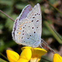 Polyommatus icarus ; Azuré de la Bugrane (L'), Argus bleu (L'), Azuré d'Icare (L') ; Bois des Fournets (Amancy, 74), ©Photo Alain Benard