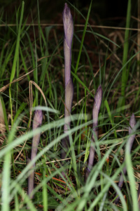 Limodorum abortivum ; Limodore avorté, Limodore sans feuille, Bois des Fournets (Amancy, 74), ©Photo Alain Benard