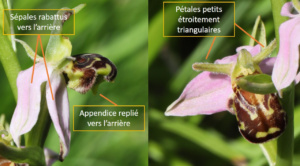 Identification Ophrys apifera, Ophrys abeille