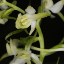 Platanthera bifolia ; Platanthère à deux feuilles, Platanthère à fleurs blanches ; Petit Salève (Monnetier-Mornex, 74), ©Photo Alain Benard