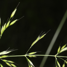 Arrhenatherum elatius ; Fromental élevé, Ray-grass français ; Petit Salève (Monnetier-Mornex, 74), ©Photo Alain Benard